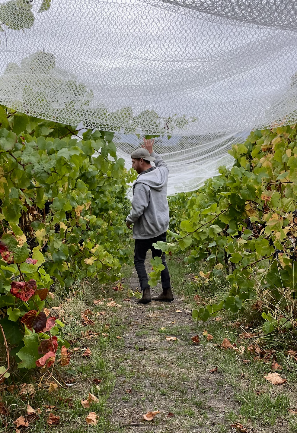 A scenic view of a vineyard, representing L'appel Wine
